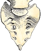 Genuflect by Tracy Twyman: Sacrum Bone